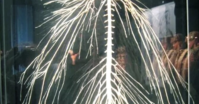 Votre système nerveux et la Chiropratique image