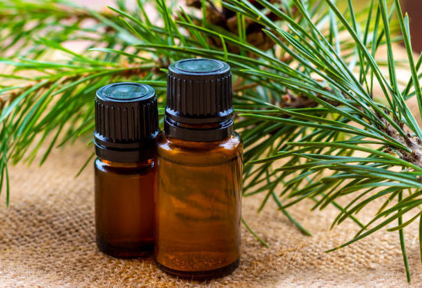 forêt thérapeutique, système immunitaire, cellules NK, shinrin-yoku, aromathérapie, huiles essentielles conifères, alpha-pinène, limonène, stress naturel, Gatineau nature