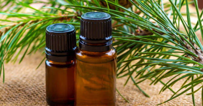 Phytoncides : bienfaits cachés des forêts du parc de la Gatineau image