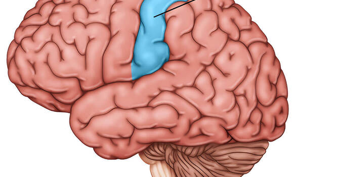 Proprioception image