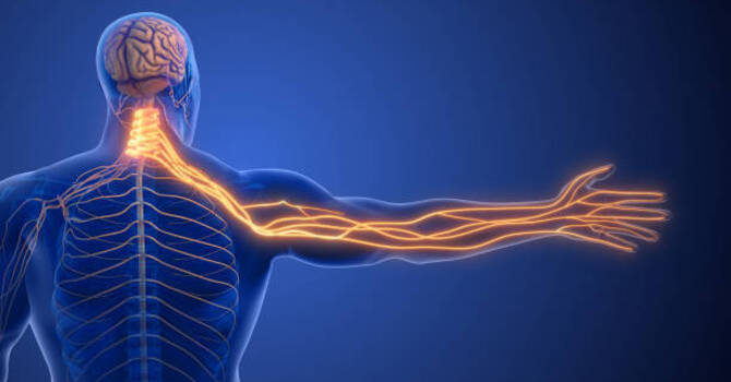 Entraînes-tu tes muscles, tendons, fascia ou nerfs ? Ton guide complet ici ! image