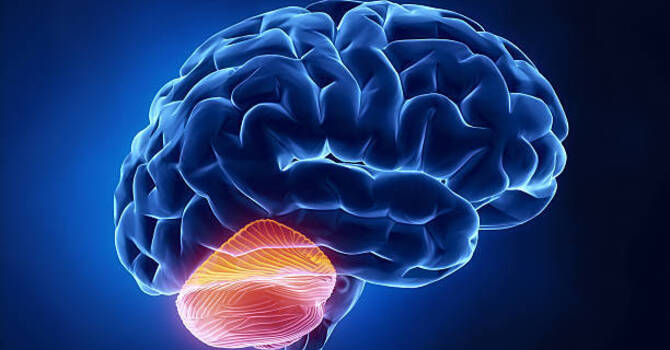 Le cervelet, le centre de contrôle neurologique intelligent image