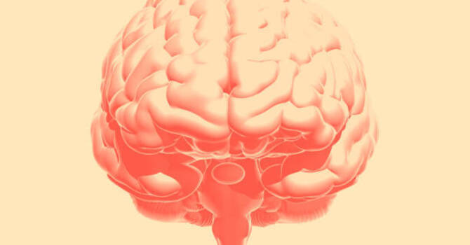 La neuroplasticité : votre cerveau se réinvente