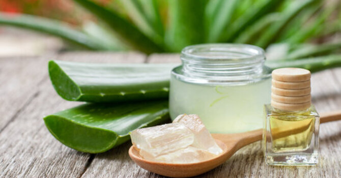 Aloe vera et fonction thyroïdienne